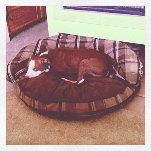 Alexas Loves Costco.