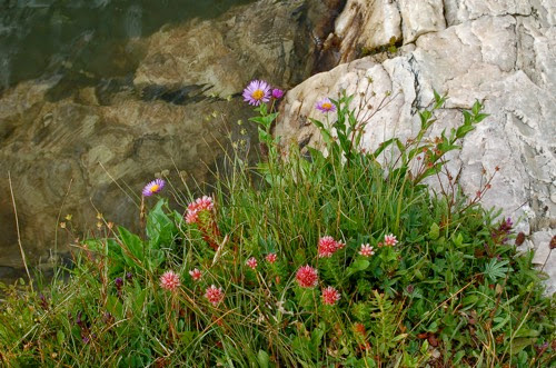 Flowers Beside the Lake